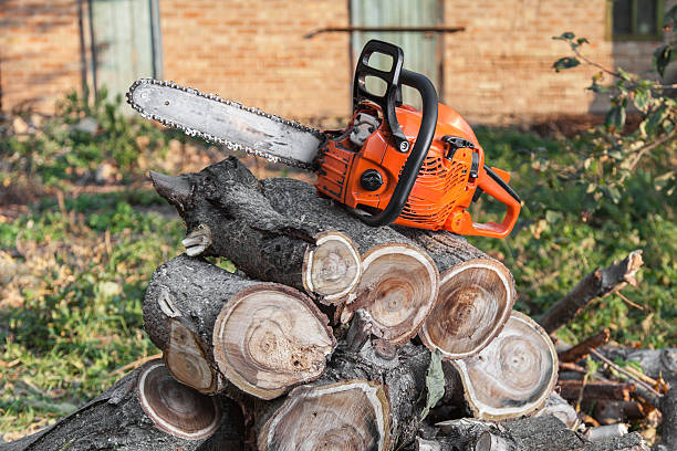 Best Tree Root Removal  in Clayton, NM